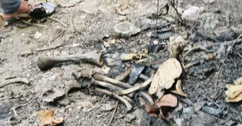 मृत हाथी का कंकाल मृत हाथी का कंकाल