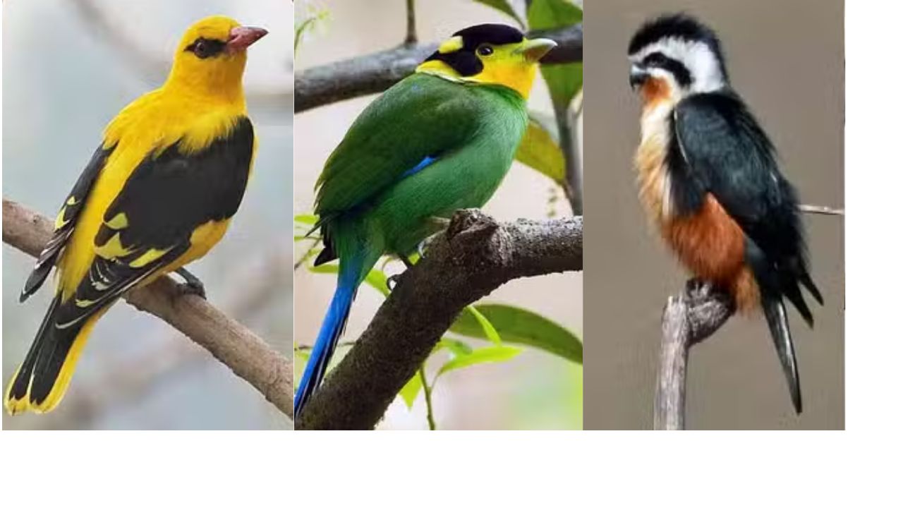 नैनीताल में पहली बार रिकॉर्ड किये गये पक्षी। नैनीताल में पहली बार रिकॉर्ड किये गये पक्षी।