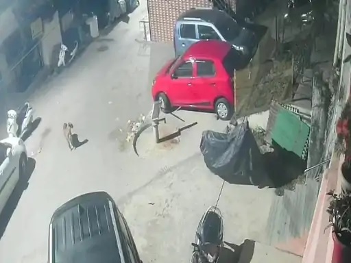 सनसेट रोड पर मंगलवार रात को लेपर्ड का मूवमेंट सीसीटीवी कैमरे में कैद हो गया। सनसेट रोड पर मंगलवार रात को लेपर्ड का मूवमेंट सीसीटीवी कैमरे में कैद हो गया।