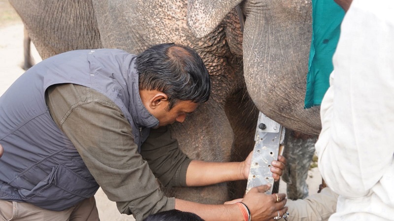 मध्य प्रदेश में पहली बार जंगली हाथी की रेडियो कॉलरिंग मध्य प्रदेश में पहली बार जंगली हाथी की रेडियो कॉलरिंग
