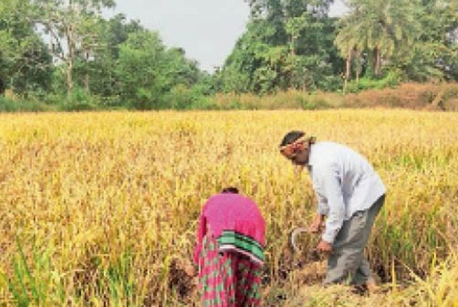 dhan katai dhan katai
