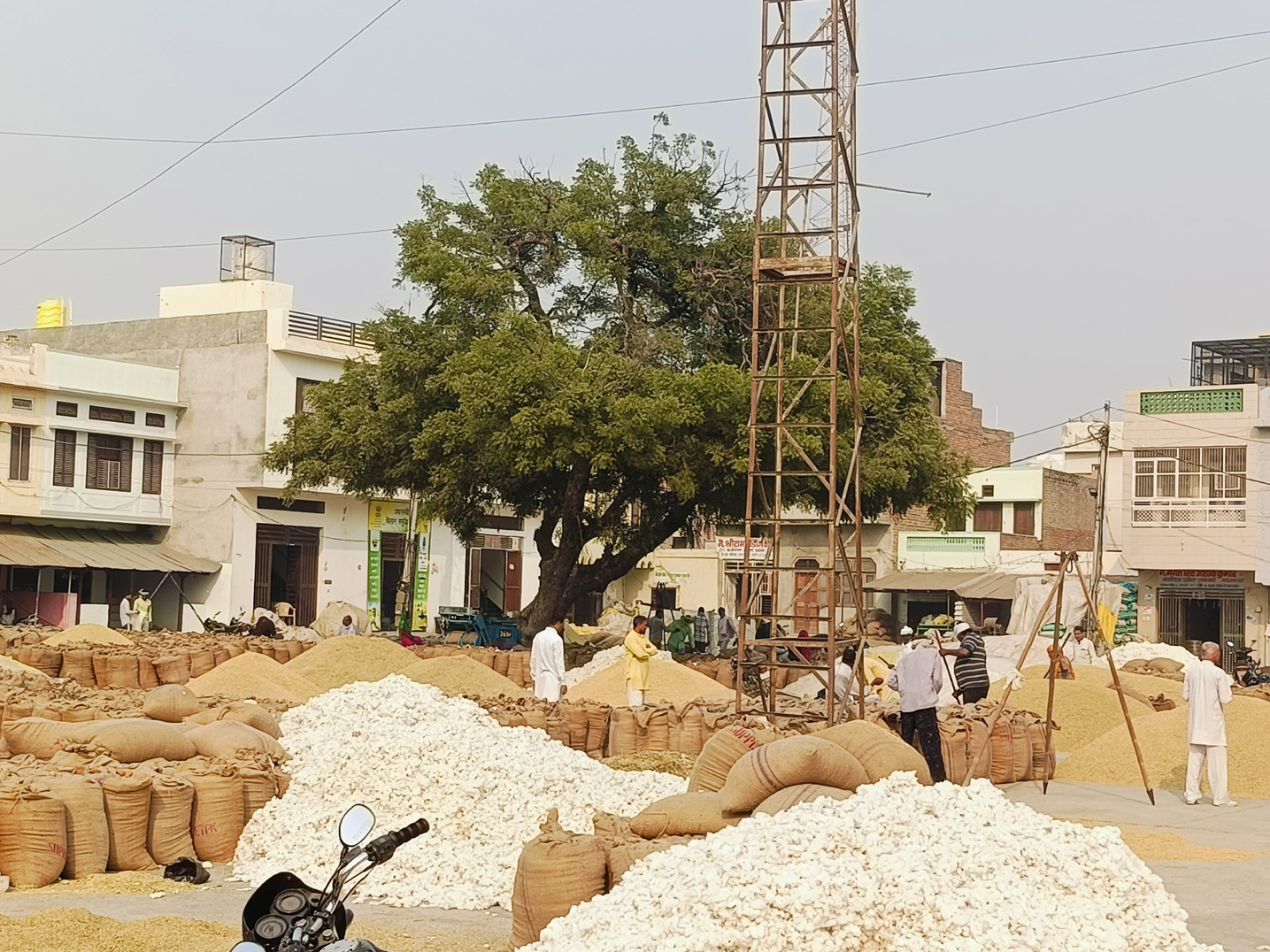 मंडी में आई कपासए धान की फसल।
