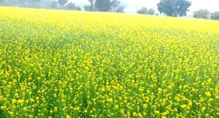 सरसों फसल को लेकर जारी की एडवाइजरी, सिंचाई जल्द करने पर कालर रॉट नामक बीमारी का खतरा सरसों फसल को लेकर जारी की एडवाइजरी, सिंचाई जल्द करने पर कालर रॉट नामक बीमारी का खतरा