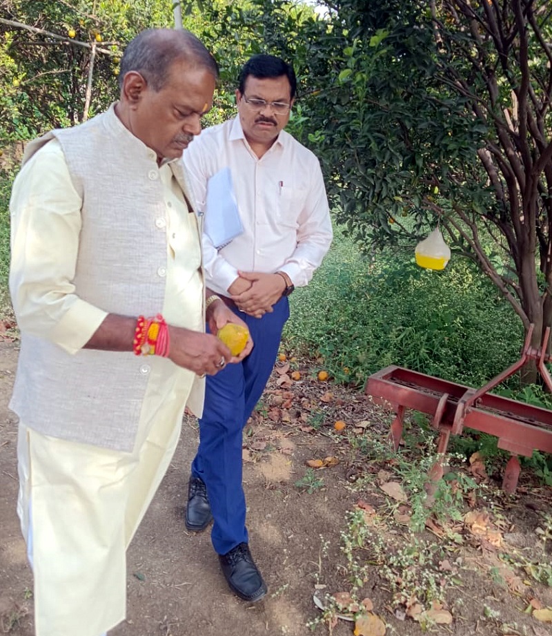 ऑर्गेनिक संतरे की फसल का अवलोकन करते हुए मंत्री नारायण सिंह कुशवाहा ऑर्गेनिक संतरे की फसल का अवलोकन करते हुए मंत्री नारायण सिंह कुशवाहा