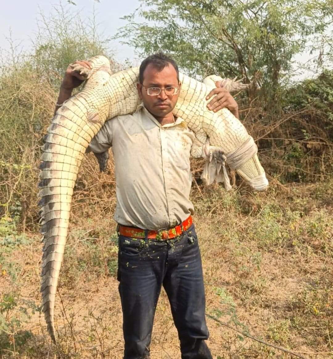 कड़ी मशक्कत के बाद वन विभाग की टीम ने मगरमच्छ को पकड़ा कड़ी मशक्कत के बाद वन विभाग की टीम ने मगरमच्छ को पकड़ा
