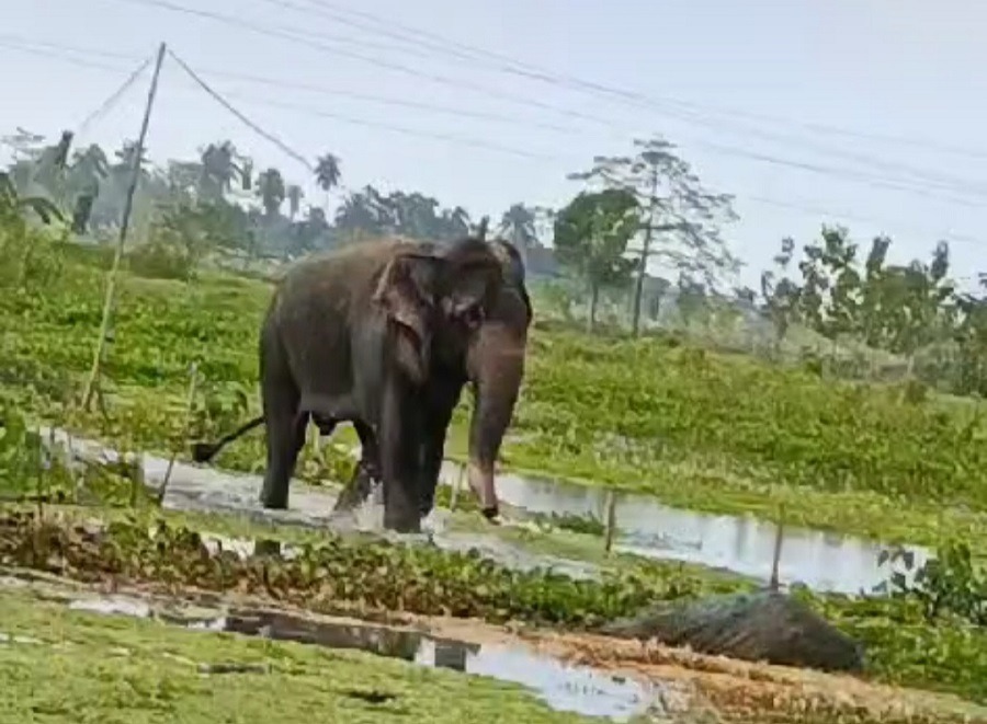 An elderly woman killed by this wild elephant attack. An elderly woman killed by this wild elephant attack.