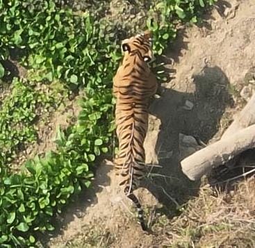 कसडोल शहर से लगे ग्राम कोट में बाघ विचरण करता हुआ दिखा कसडोल शहर से लगे ग्राम कोट में बाघ विचरण करता हुआ दिखा