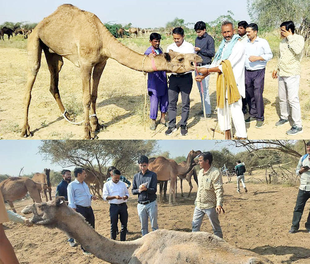 अज्ञात बीमारी से मरने वाले ऊंटाें की जांच हेतु एनआरसीसी के वैज्ञानिक पहुंचे जैसलमेर अज्ञात बीमारी से मरने वाले ऊंटाें की जांच हेतु एनआरसीसी के वैज्ञानिक पहुंचे जैसलमेर