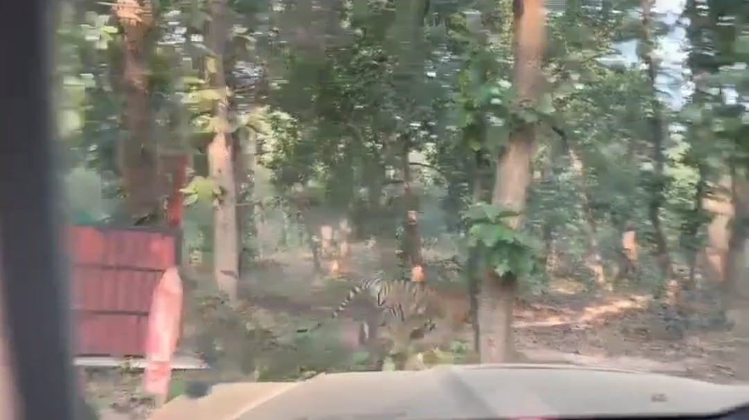 बाघ को वन विभाग ने तमोर पिंगला टायगर रिजर्व में छोड़ा बाघ को वन विभाग ने तमोर पिंगला टायगर रिजर्व में छोड़ा