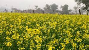 तिलहन प्रतिकात्मक तिलहन प्रतिकात्मक