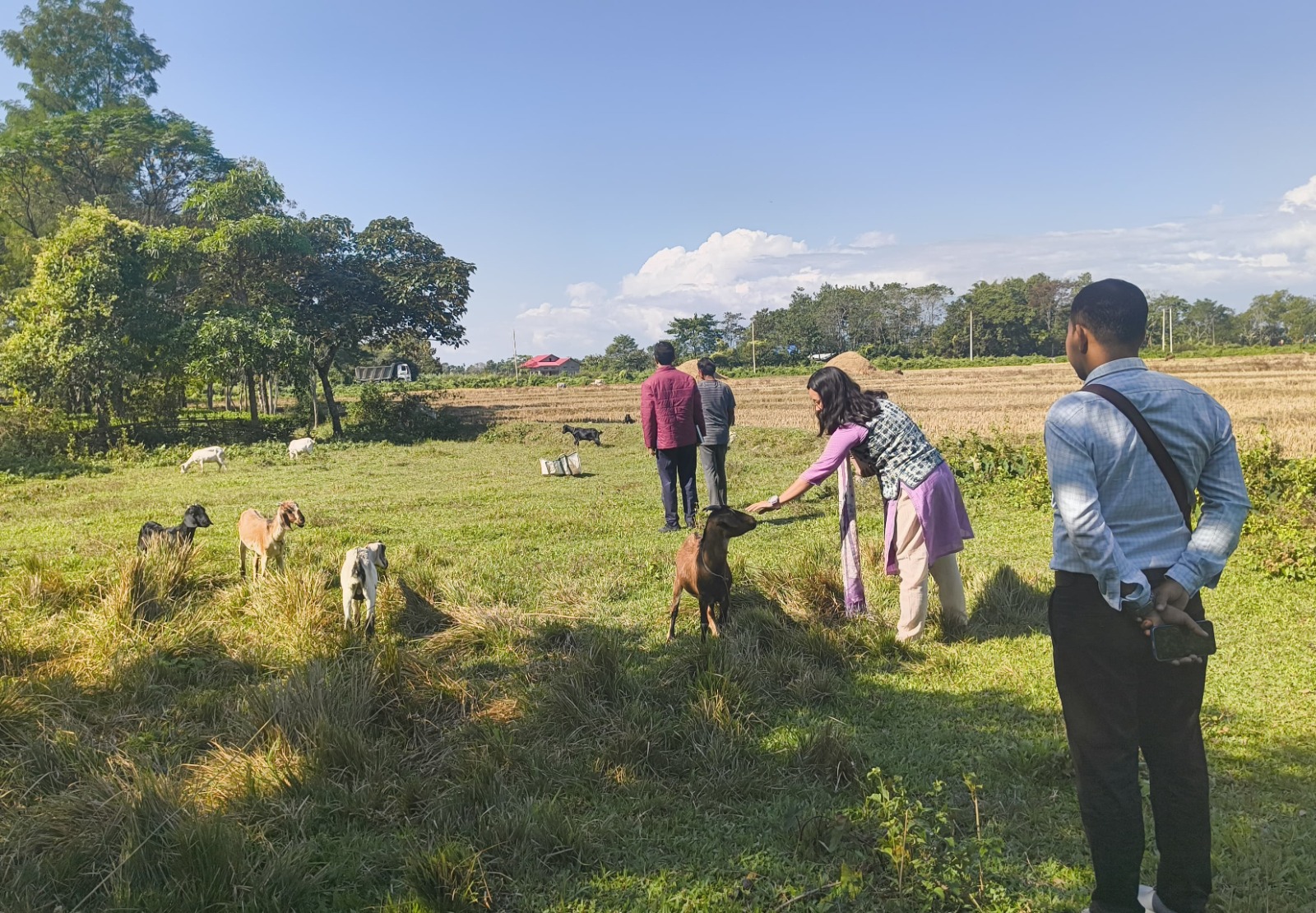 डिमाकुची में बकरी पालन उज्ज्वल संभावनाएँ दिखा रहा है।