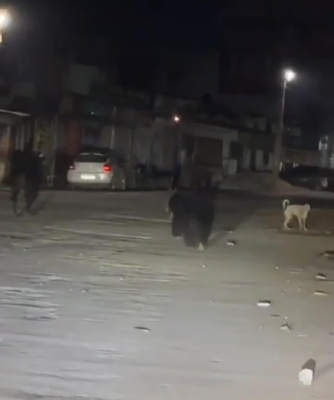 नगरी की गलियों में विचरण करता हुआ भालू।