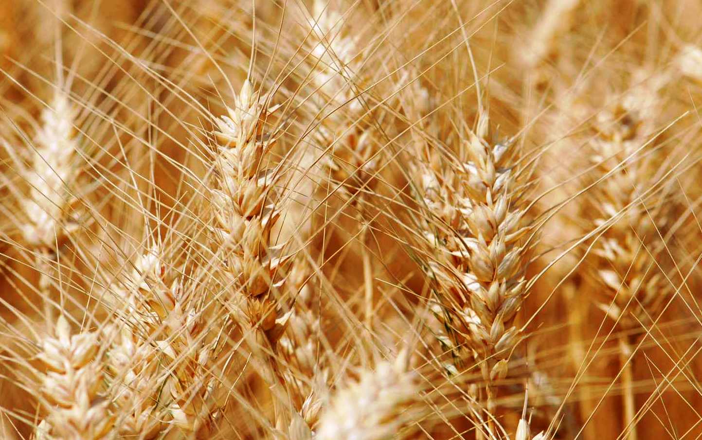 Government 25 Lakh Metric Ton Wheat Government 25 Lakh Metric Ton Wheat