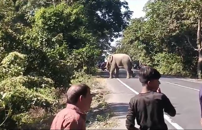 जब सड़क पर आ धमका मदमस्त गजराज, थम गई वाहन जब सड़क पर आ धमका मदमस्त गजराज, थम गई वाहन