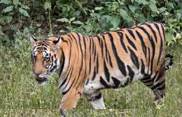 सिवनी : बाघ के हमले से मवेशी चराने गए 20 वर्षीय युवक की मौत सिवनी : बाघ के हमले से मवेशी चराने गए 20 वर्षीय युवक की मौत