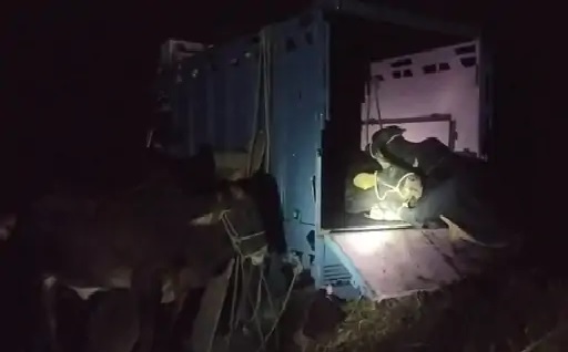 गौ तस्करों से 6 गोवंश को करवाया गया मुक्त। गौ तस्करों से 6 गोवंश को करवाया गया मुक्त।