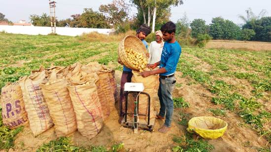 ऊना में आलू की बंपर फसल ऊना में आलू की बंपर फसल