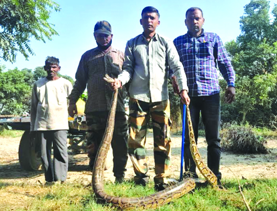 अजगर को पकड़ती वन विभाग की टीम अजगर को पकड़ती वन विभाग की टीम