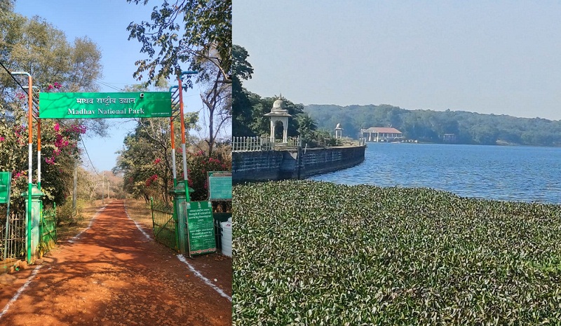 माधव नेशनल पार्क की तस्वीर जनसम्पर्क विभाग द्वारा उपलब्ध कराई गई