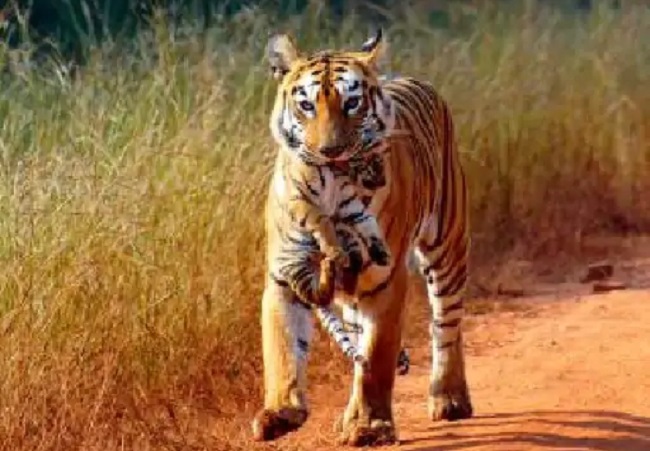 रातापानी टाइगर रिजर्व रातापानी टाइगर रिजर्व