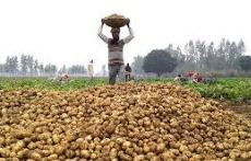 आलू किसान आलू किसान