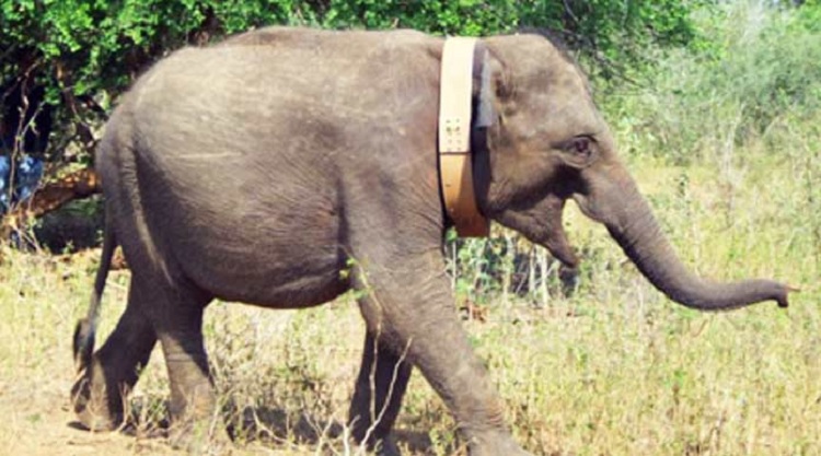 Image of a wild elephant. Image of a wild elephant.