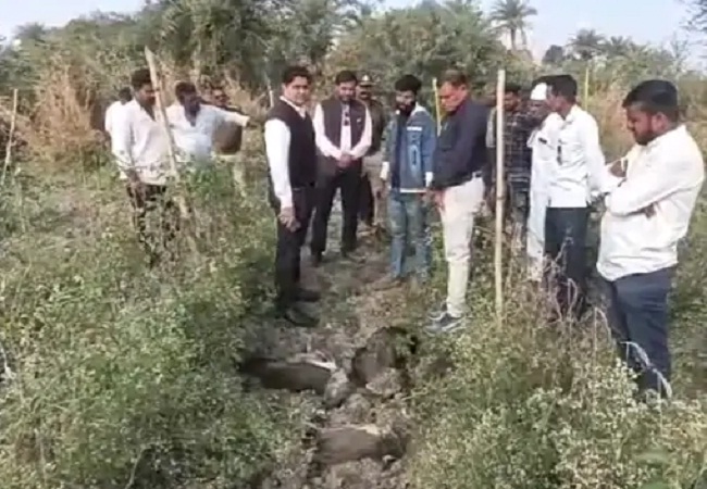 खेत में मृत अवस्था में मिले आठ मोर खेत में मृत अवस्था में मिले आठ मोर