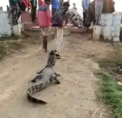 गांव में मगरमच्छ की दहशत, वन विभाग ने किया रेस्क्यू गांव में मगरमच्छ की दहशत, वन विभाग ने किया रेस्क्यू
