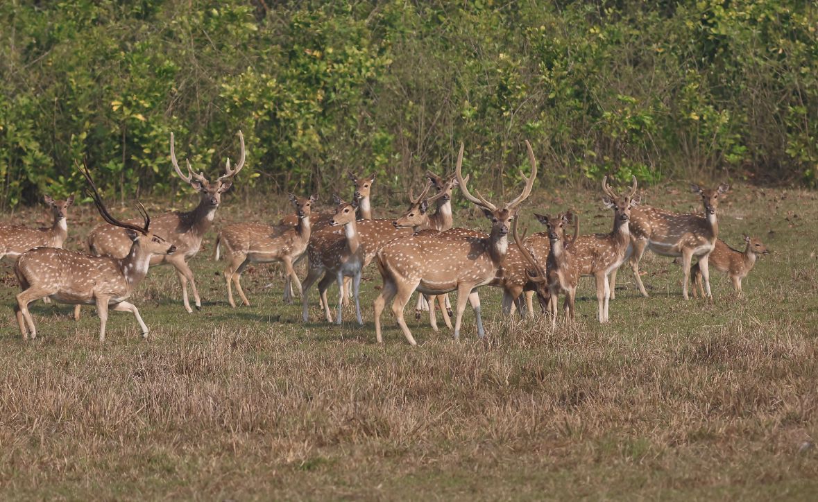 जिम कॉर्बेट नेशनल पार्क में हिरण।