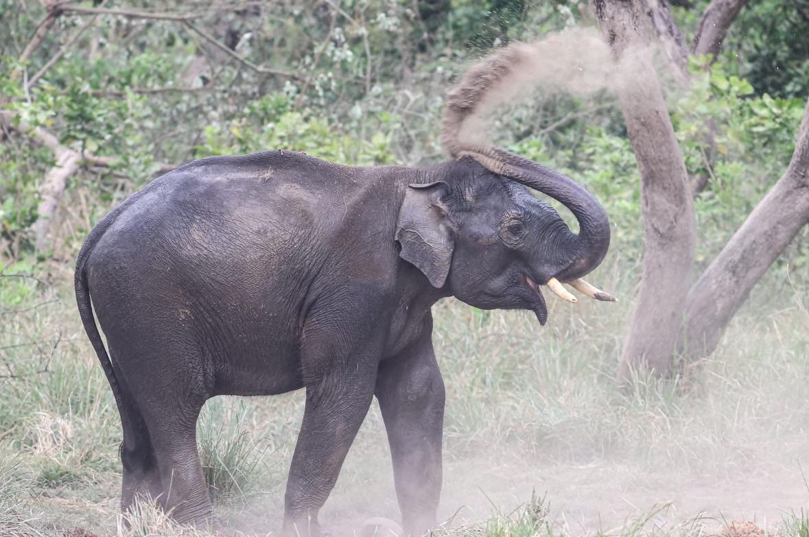 जिम कॉर्बेट नेशनल पार्क में हाथी।