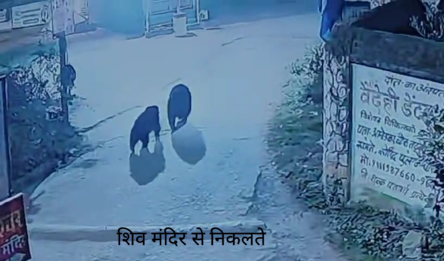 नगरी की गलियों में विचरण करता हुआ भालू। नगरी की गलियों में विचरण करता हुआ भालू।