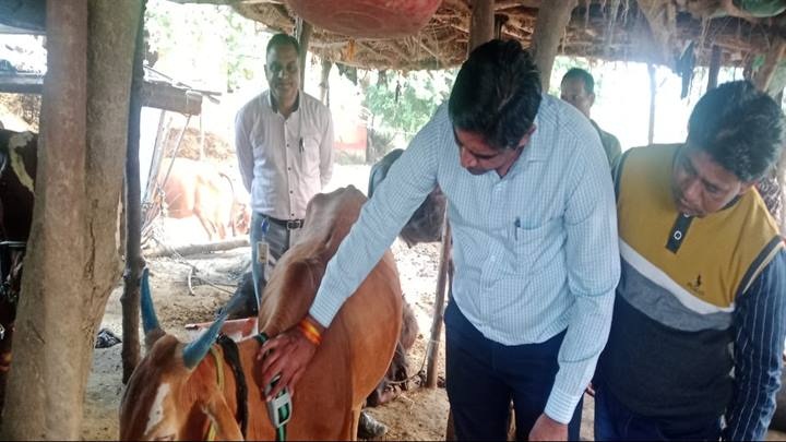काउ फिट डिवाइस से स्वास्थ्य प्रबन्धन प्रणाली की शुरुआत काउ फिट डिवाइस से स्वास्थ्य प्रबन्धन प्रणाली की शुरुआत