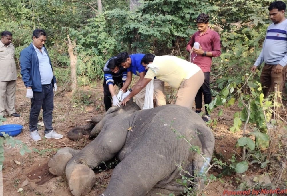 इंफेक्शन बढ़ने से उपचार के बाद घायल हाथी की मौत। इंफेक्शन बढ़ने से उपचार के बाद घायल हाथी की मौत।