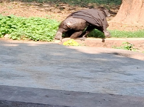 कंबल ओढ़े हिप्पों
