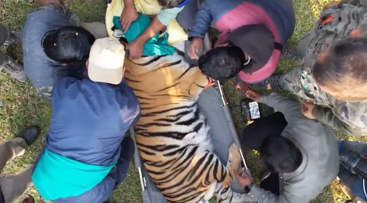 वन विभाग की टीम बाघिन काे सुरक्षित रेस्क्यू करते वन विभाग की टीम बाघिन काे सुरक्षित रेस्क्यू करते