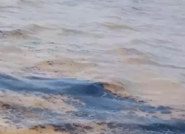 A highly toxic chemical was released into the sea from a recycling ship at Alang Shipbreaking Yard, dead birds, fish, crabs washed up on the beach. A highly toxic chemical was released into the sea from a recycling ship at Alang Shipbreaking Yard, dead birds, fish, crabs washed up on the beach.