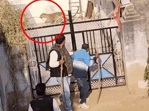 लेपर्ड को पकड़ने के लिए ग्रामीण दिनभर कोशिश करते रहे। लेपर्ड को पकड़ने के लिए ग्रामीण दिनभर कोशिश करते रहे।