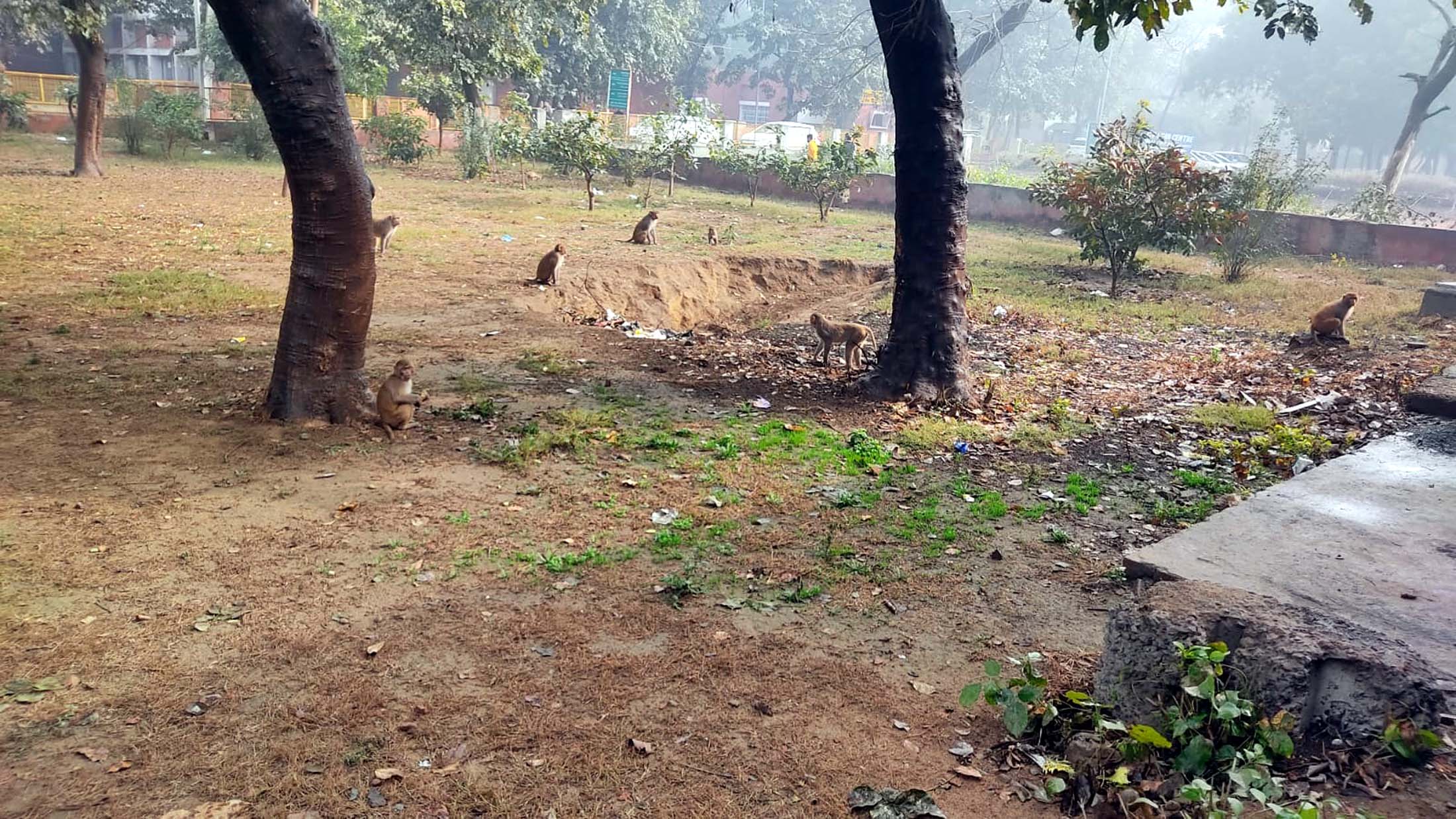अस्पताल में घूम रहे बंदर। अस्पताल में घूम रहे बंदर।