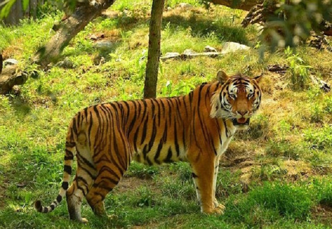 मध्य प्रदेश का वन क्षेत्र मध्य प्रदेश का वन क्षेत्र