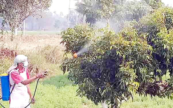 फलदार पेड़ पर छिड़काव करते किसान फलदार पेड़ पर छिड़काव करते किसान