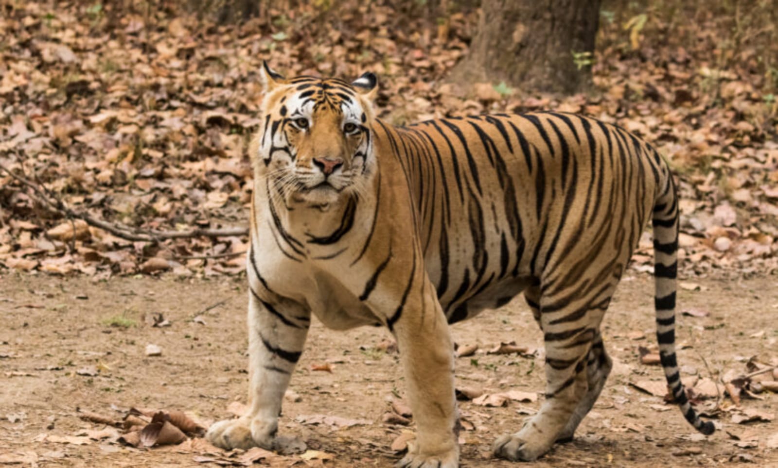 कोरबा में बाघ की दस्तक, अलर्ट जारी