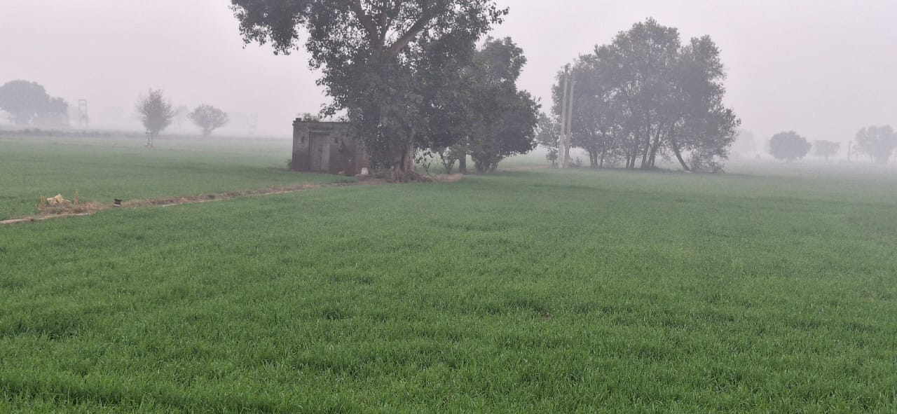 बारिश के बाद खिली फसल। बारिश के बाद खिली फसल।