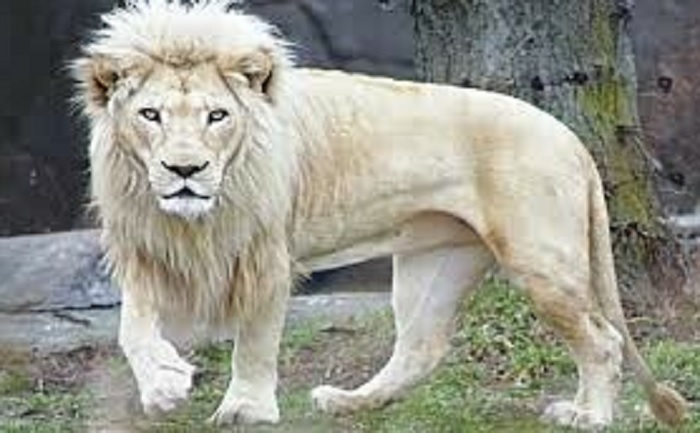 प्रतीकात्मक। प्रतीकात्मक।