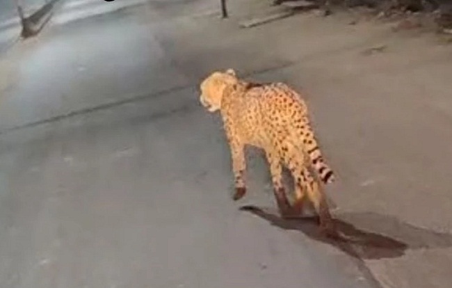 सड़क पर घूमने नजर आया चीता अग्नि सड़क पर घूमने नजर आया चीता अग्नि