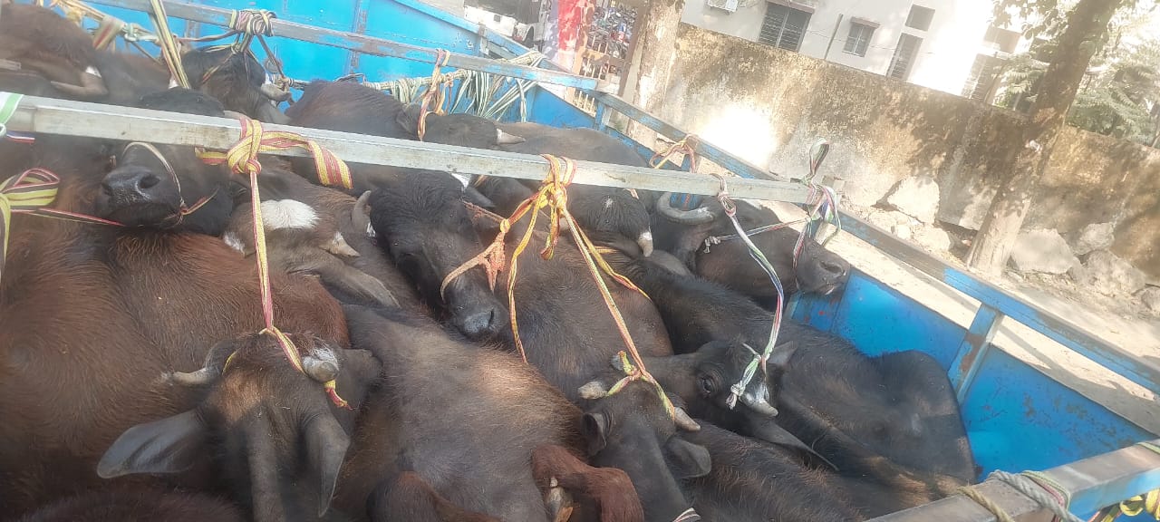 अररिया फोटो:जब्त मवेशी ट्रक पर लदा अररिया फोटो:जब्त मवेशी ट्रक पर लदा