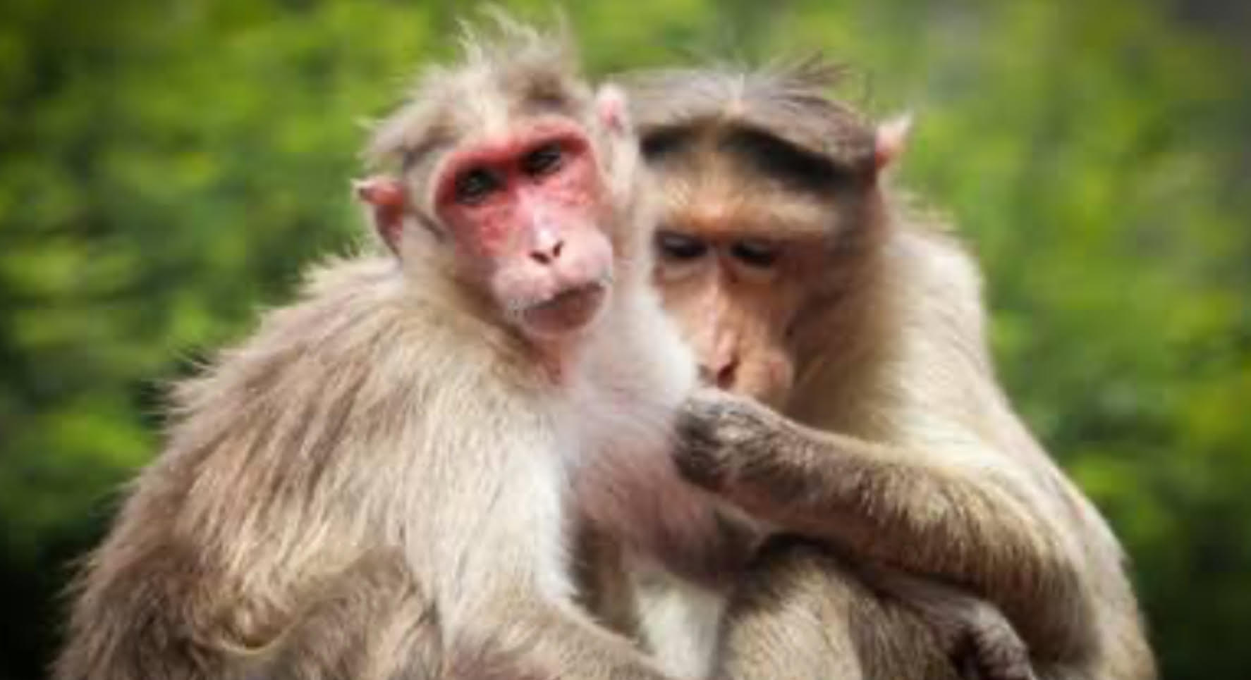 Monkeys wreaking havoc in the Kandi areas of the district Monkeys wreaking havoc in the Kandi areas of the district