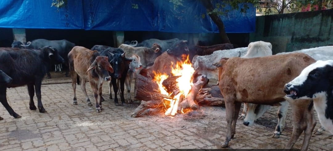 गौशाला में बेजुबानों के लिए की गयी व्यवस्था गौशाला में बेजुबानों के लिए की गयी व्यवस्था
