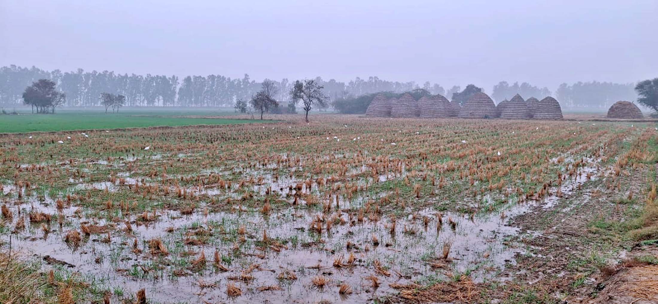 बारिश के बाद खेत में जमा पानी। बारिश के बाद खेत में जमा पानी।