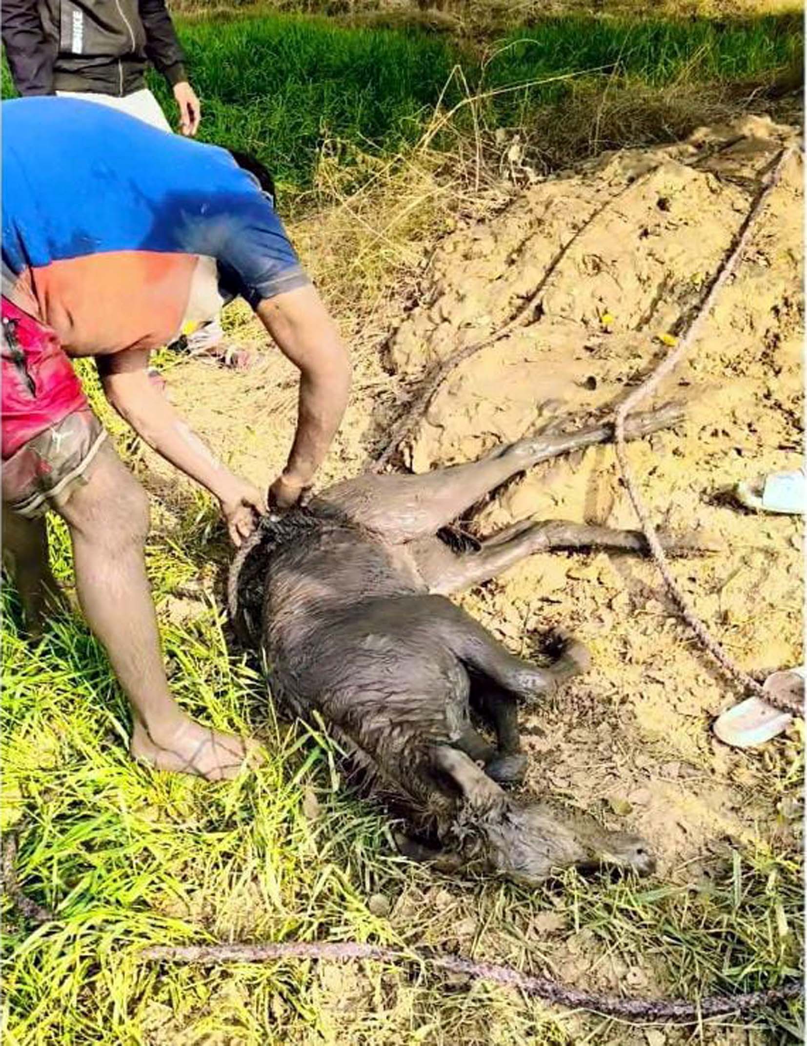 नील गाय के बच्चे को बाहर निकालकर इलाज के लिए भिजवाते जीव रक्षक। नील गाय के बच्चे को बाहर निकालकर इलाज के लिए भिजवाते जीव रक्षक।