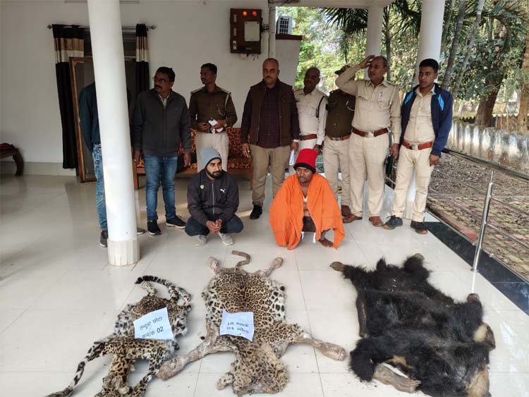 तेंदुए और भालू की खाल के साथ गिरफ्तार आराेपित तेंदुए और भालू की खाल के साथ गिरफ्तार आराेपित